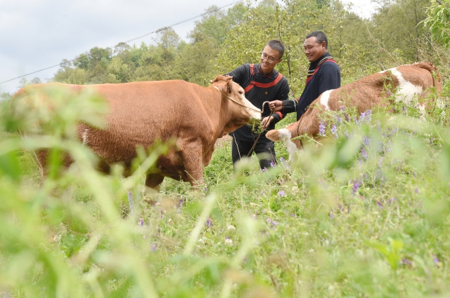 李凱了解三河村大學(xué)生返鄉(xiāng)創(chuàng)業(yè)青年洛古有格的養(yǎng)殖場經(jīng)營狀況。 (2).jpg