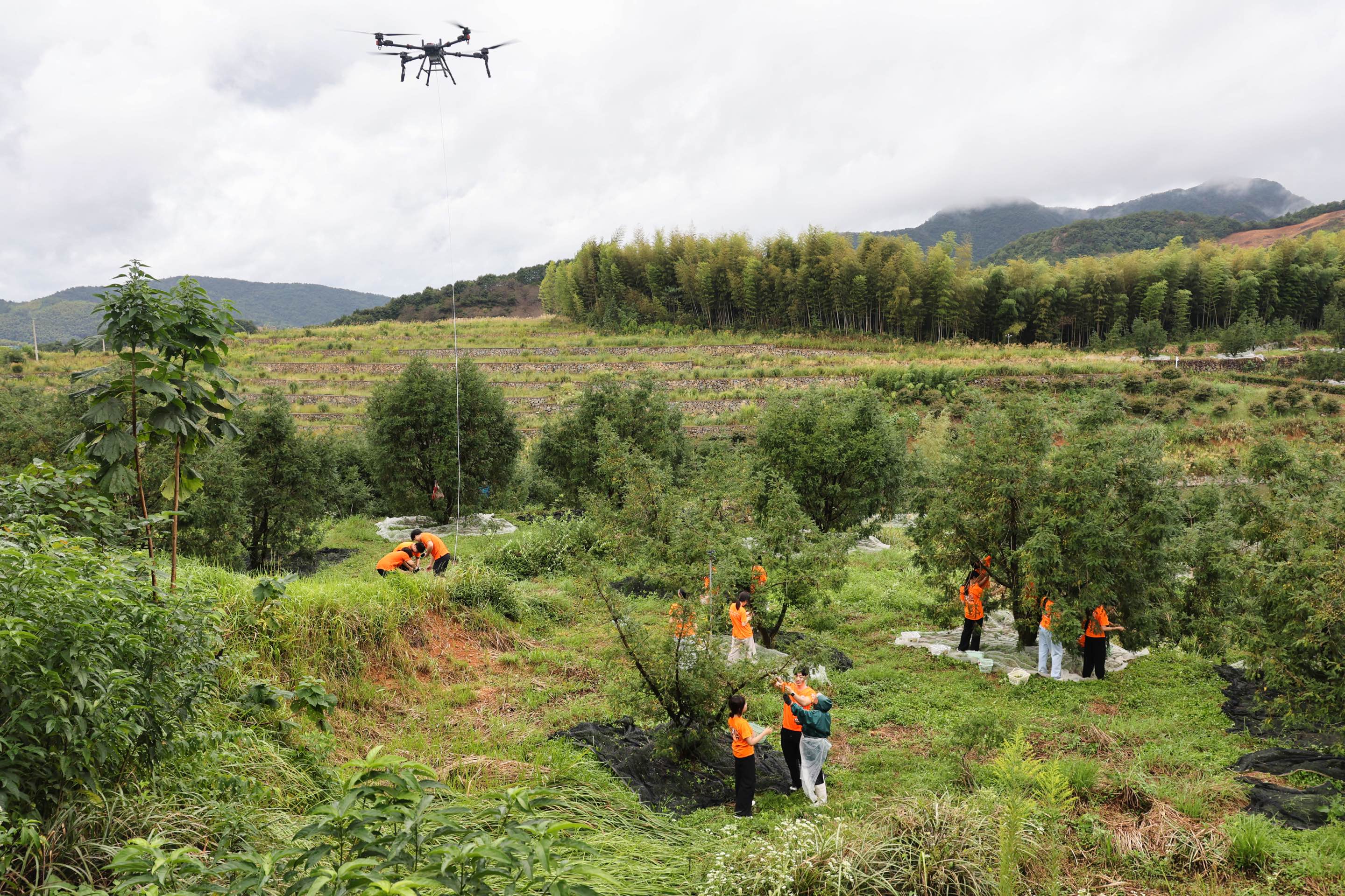 寧波城市職業(yè)技術(shù)學(xué)院學(xué)生用無人機運輸香榧   學(xué)校供圖.jpg